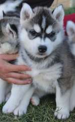 chiots Husky Sibérien