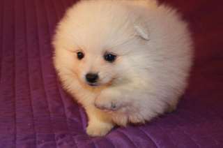 CHIOTS SPITZ ALLEMAND