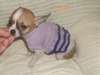 chihuahua  4mois a vendre  - photo 2