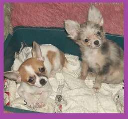 chihuahua  4mois a vendre 