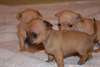 A donner chiots chihuahua miniature? - photo 1