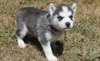 maison formés chiots husky sibérien disponibles - photo 1