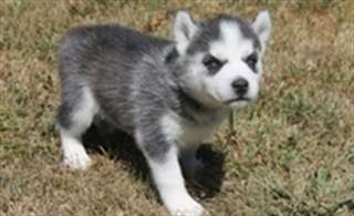 maison formés chiots husky sibérien disponibles