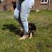 chiots Berger allemand - photo 2