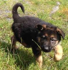 chiots Berger allemand