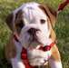 Chiots bouledogue Anglais - photo 1