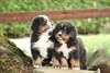 Chiots Bouviers Bernois contre bon soin - photo 2