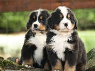 Chiots Bouviers Bernois contre bon soin