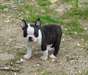 Superbe male boston terrier - photo 1
