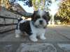 Adorables bébés shih tzu - photo 2