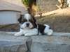 Adorables bébés shih tzu - photo 3