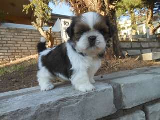 Adorables bébés shih tzu