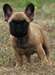 Donne 1 Mâle Bouledogue francais - photo 2