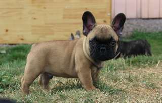 Donne 1 Mâle Bouledogue francais