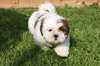 Adorables chiots type Shih Tzu - photo 3