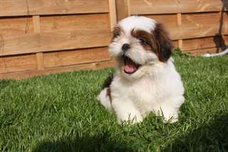 Adorables chiots type Shih Tzu