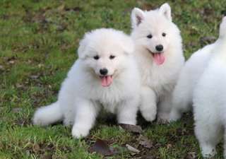 Magnifiques chiots berger blanc de suisse