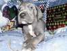 adorables chiots de grandes dane prêts pour la ve - photo 1