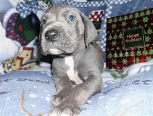 adorables chiots de grandes dane prêts pour la ve