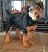 excellents chiots airedale terrier &#224; vendre - photo 1