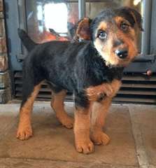 excellents chiots airedale terrier &#224; vendre