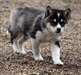 excellents chiots Alaskan Klee Kai à vendre - photo 1