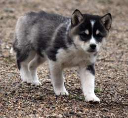excellents chiots Alaskan Klee Kai à vendre
