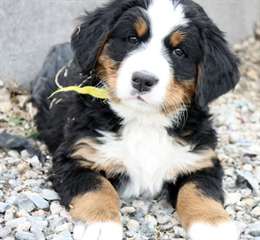 excellents chiots Bouvier Bernois à vendre