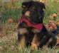 excellents chiots berger de chiens allemands pour - photo 1