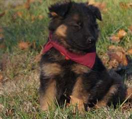 excellents chiots berger de chiens allemands pour