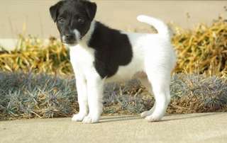 Aimer lisses chiots Fox Terrier &#224; vendre