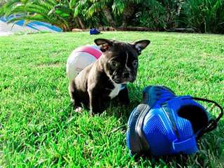 Adorable chiots bouledogue français lof