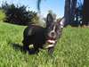 Offre 2 chiot type-Bouledogue Francais - photo 1