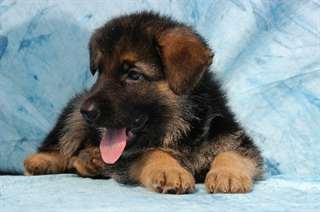 A donner 2 chiots berger allemand non lof