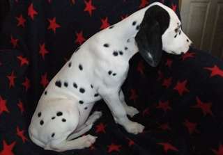Dalmatien Male de 3 mois a adopter