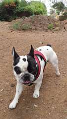 Bouledogue français  blanc et noir mâl