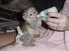 Beaux singes capucin pour adoption - photo 1