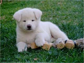 CHIOTS AKITA-INU  DISPONIBLE POUR UNE BONNE MAISON