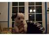 Adonner 4 bébés chiots chihuahua - photo 2
