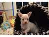 Adonner 4 bébés chiots chihuahua - photo 3