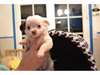 Adonner 4 bébés chiots chihuahua - photo 4