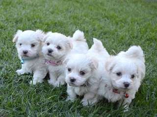 Superbe chiot  maltais LOF