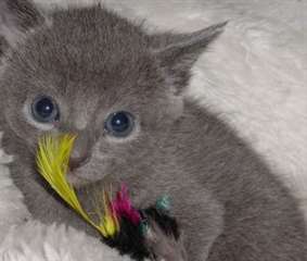 Russian Blue Kitten Russian Blue Kitten
