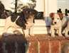 Chiots Jack Russell - photo 3