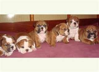 jolie portée chiots Bull Dog Anglais