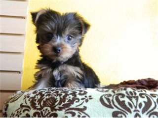 Chiots Yorkie pour adoption libre
