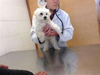 Bichon Maltais Nain