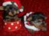 Toy Yorkies race Akc Vet CHKD Nonshed hommes £ 3 g - photo 1
