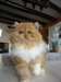 chaton persan roux et blanc - photo 2