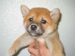 Confortable chiots Shiba Inu ...